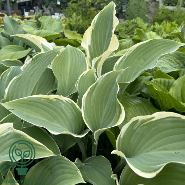 Hosta hybrid 'Regal Splendor', Funkia
