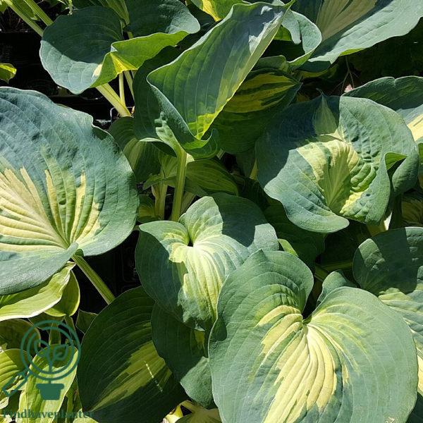 Hosta hybrid 'Dream Queen', Funkia
