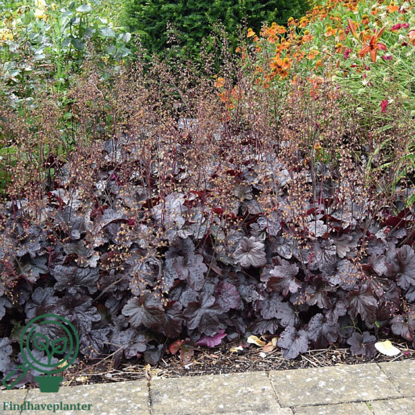 Heuchera hybrid 'Obsidian'®, Alunrod