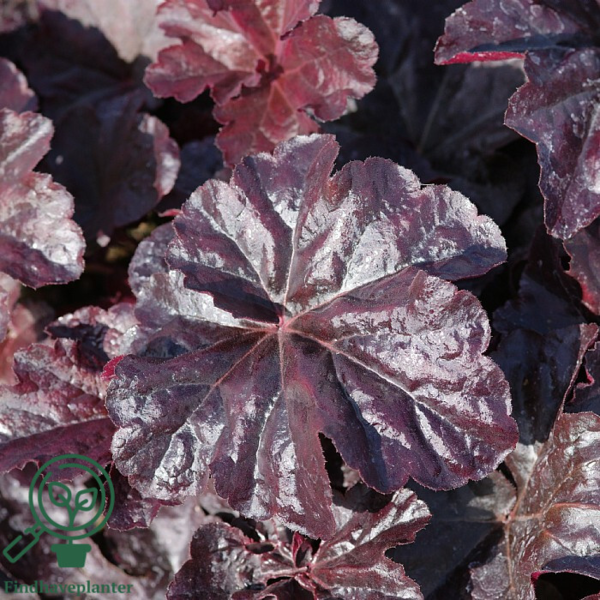 Heuchera hybrid 'Obsidian'®, Alunrod