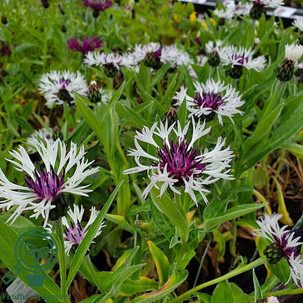 Centaurea montana 'Amethyst in Snow'®, Knopurt