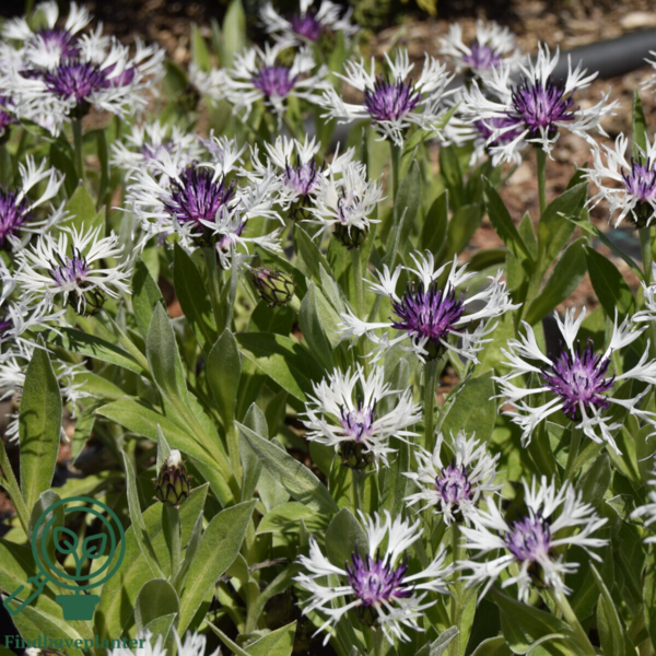 Centaurea montana 'Amethyst in Snow'®, Knopurt