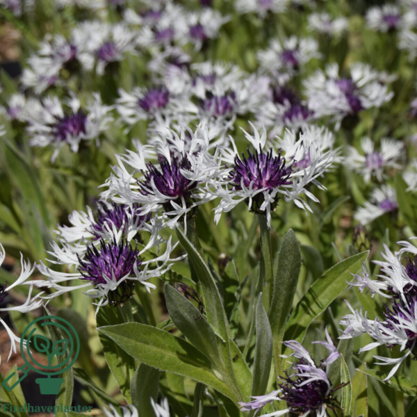 Centaurea montana 'Amethyst in Snow'®, Knopurt