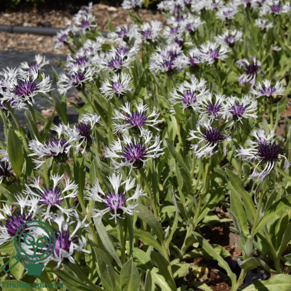 Centaurea montana 'Amethyst in Snow'®, Knopurt