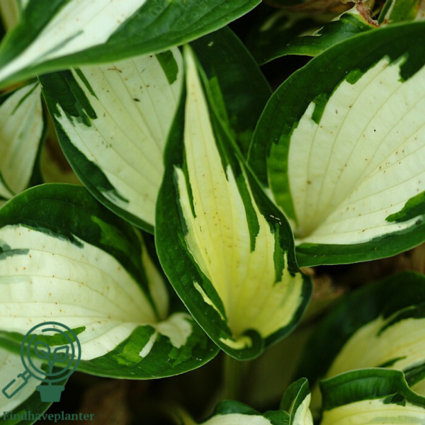 Hosta hybrid 'Fire and Ice' Funkia
