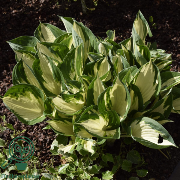 Hosta hybrid 'Fire and Ice' Funkia