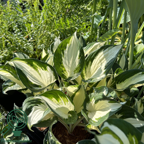 Hosta hybrid 'Fire and Ice' Funkia