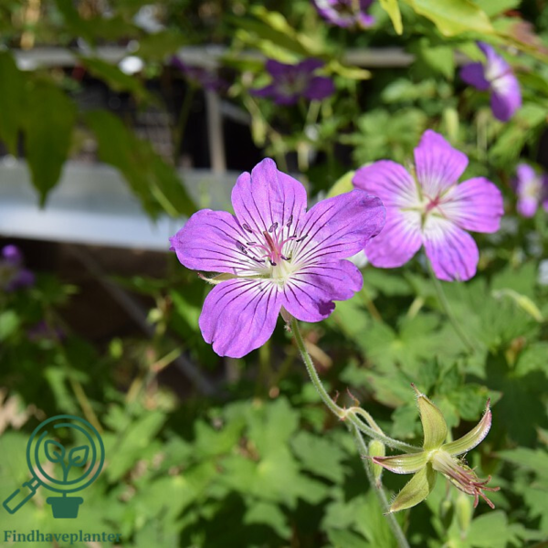 Geranium wlassovianum, Storkenæb
