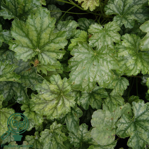 Heuchera hybrid 'Paris'® grønbl., Alunrod