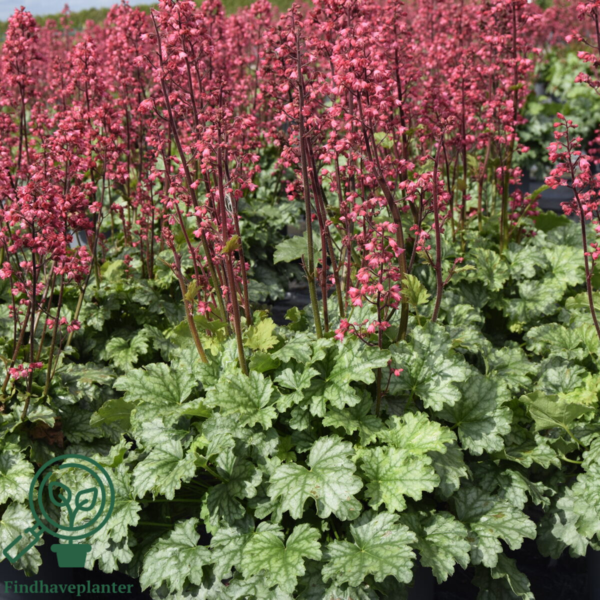 Heuchera hybrid 'Paris'® grønbl., Alunrod