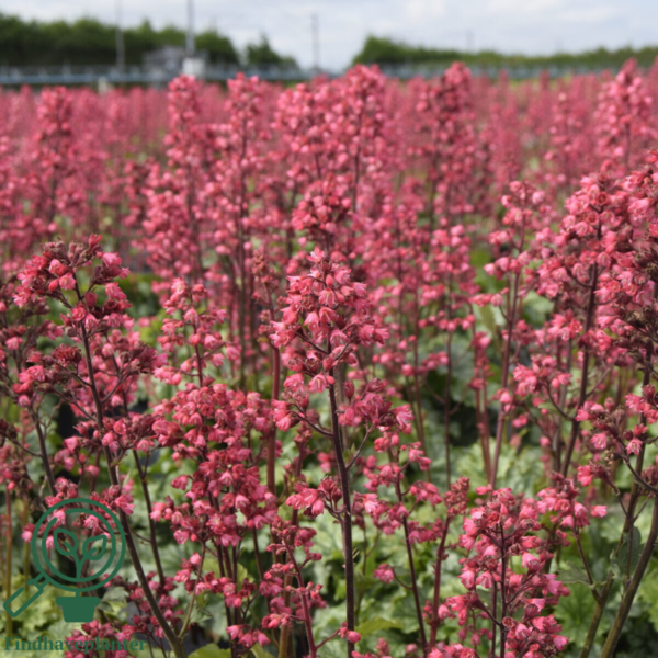 Heuchera hybrid 'Paris'® grønbl., Alunrod