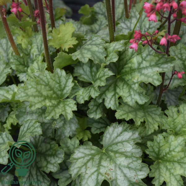 Heuchera hybrid 'Paris'® grønbl., Alunrod