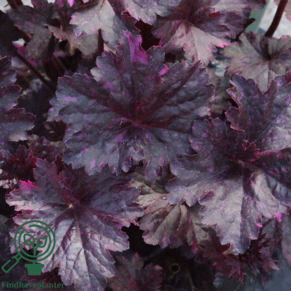 Heuchera hybrid 'Midnight Rose'® sort m. pink, Alunrod