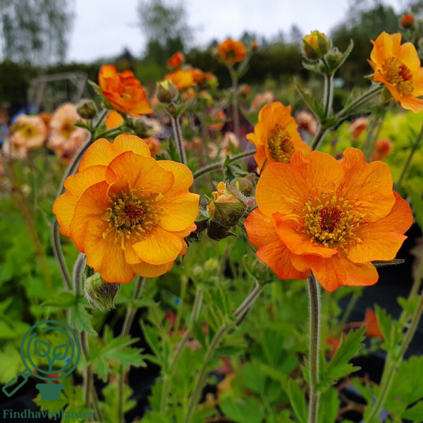 Geum hybrid 'Totally Tangerine', Nellikerod