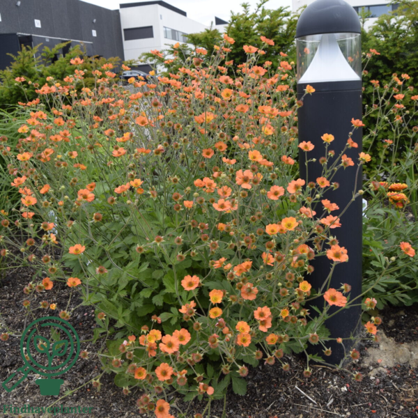 Geum hybrid 'Totally Tangerine', Nellikerod