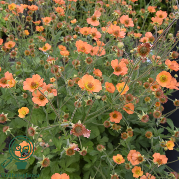 Geum hybrid 'Totally Tangerine', Nellikerod