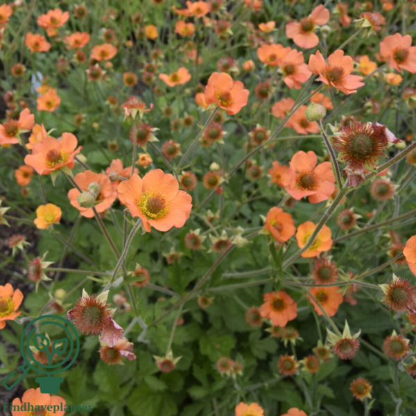Geum hybrid 'Totally Tangerine', Nellikerod