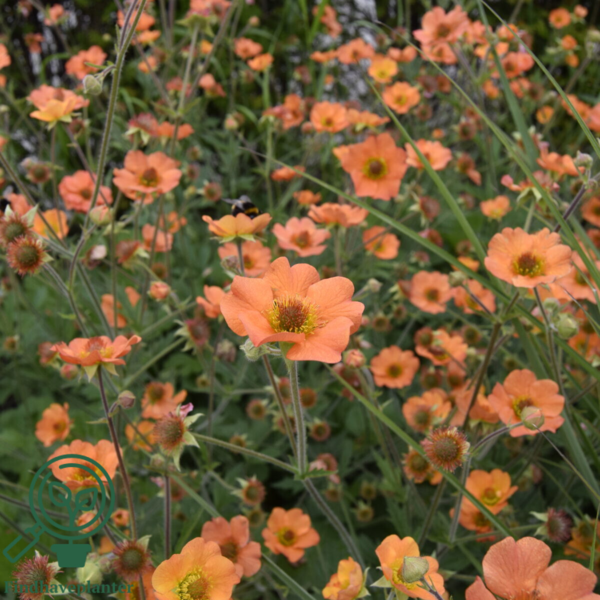 Geum hybrid 'Totally Tangerine', Nellikerod