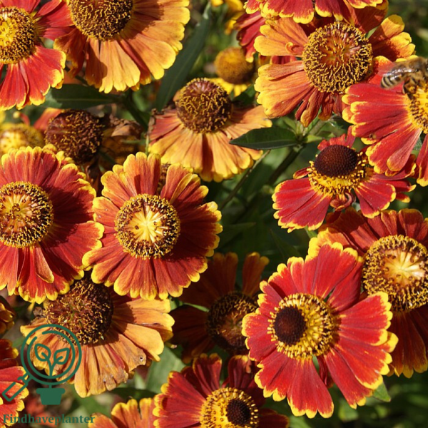 Helenium autumnale 'Helena Red Shades', Solbrud