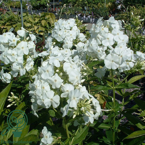 Phlox amplifolia 'David', Floks