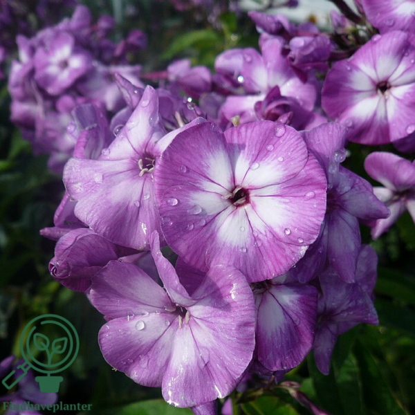 Phlox paniculata 'Laura', Høstfloks