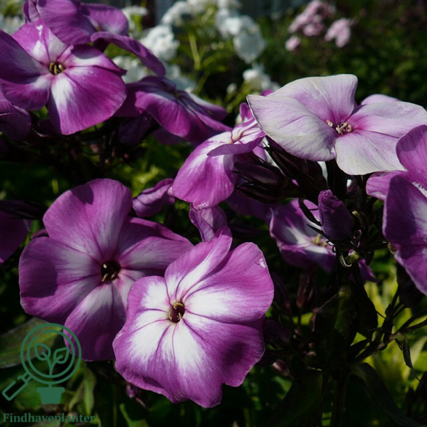 Phlox paniculata 'Laura', Høstfloks
