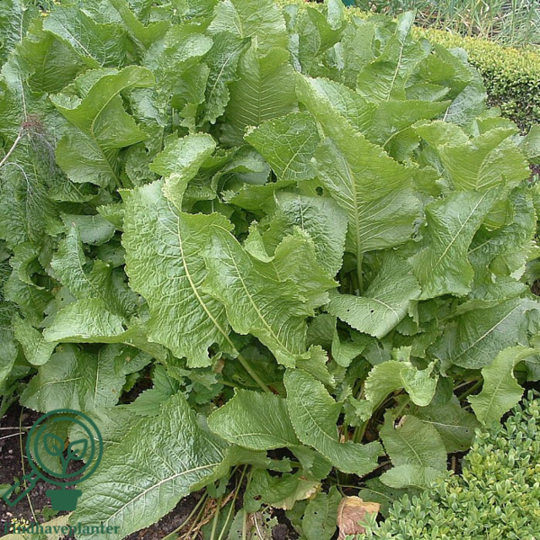 Armoracia rusticana, Peberrod