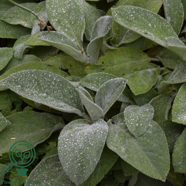 Stachys byzantina 'Big Ears', Lammeøre