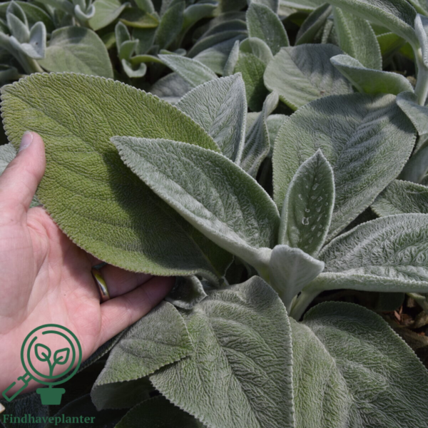 Stachys byzantina 'Big Ears', Lammeøre