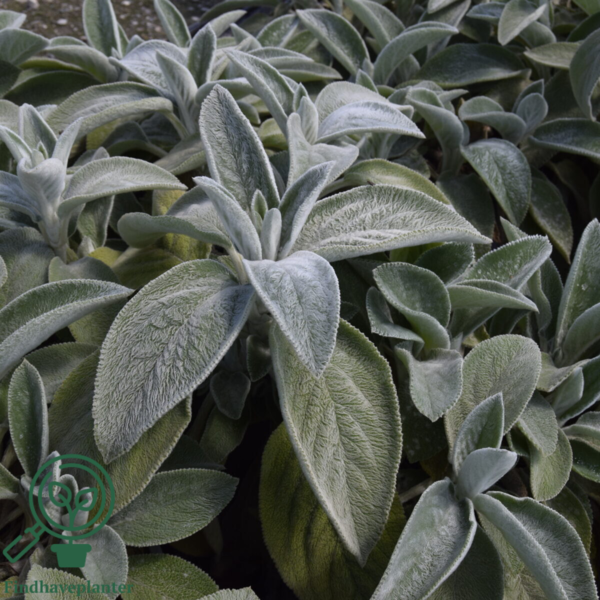 Stachys byzantina 'Big Ears', Lammeøre