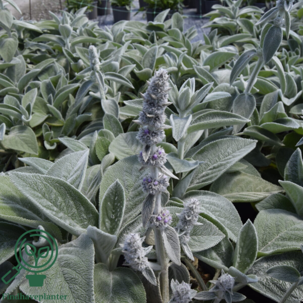 Stachys byzantina 'Big Ears', Lammeøre