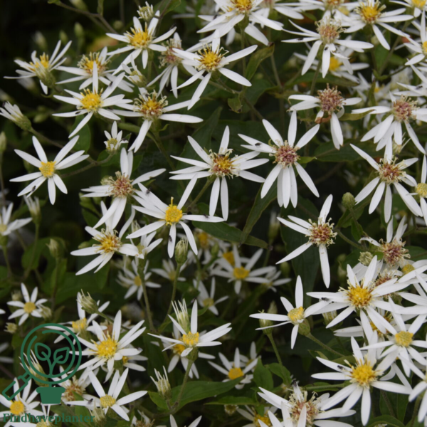 Aster divaricatus, Aster