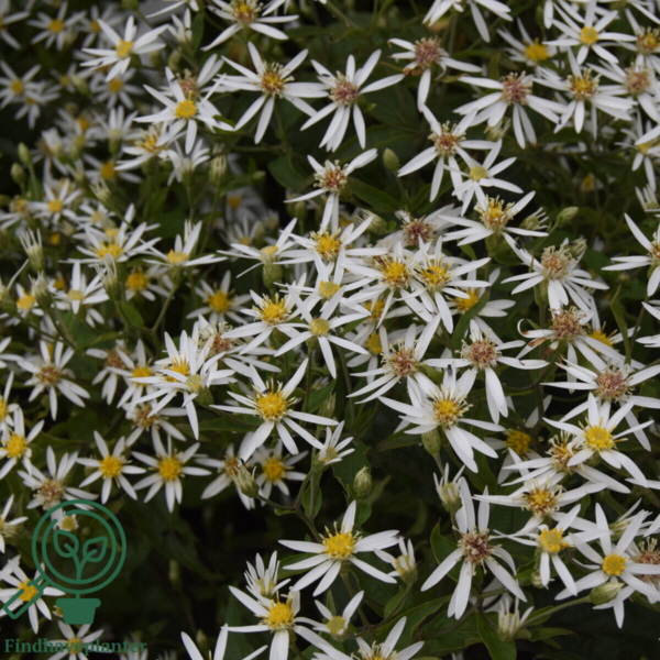 Aster divaricatus, Aster