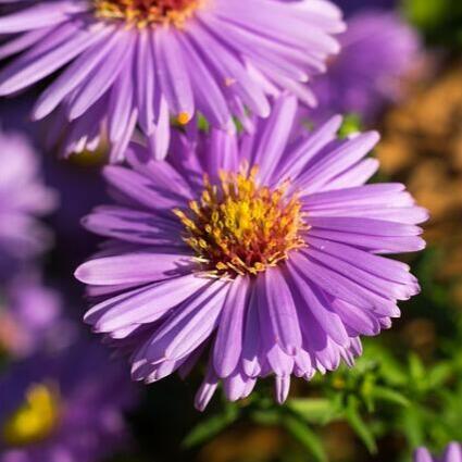 Aster novae-angliae 'Violetta', Aster