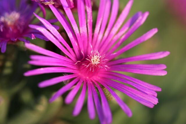 Aster novae-angliae 'Violetta', Aster