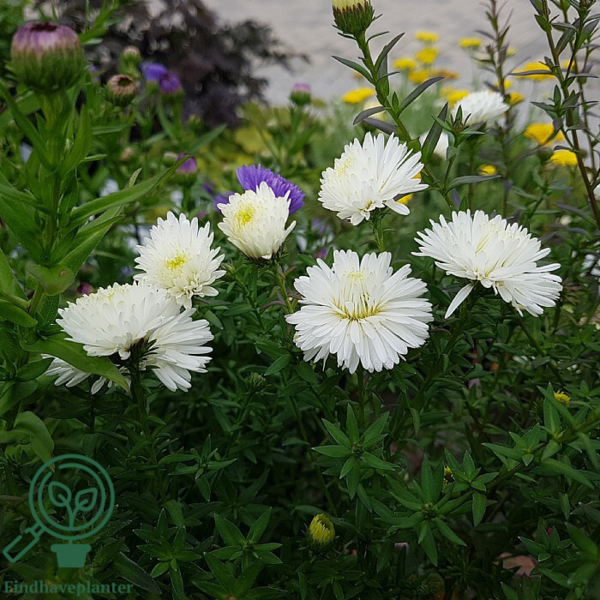 Aster novi-belgii 'White Ladies', Aster