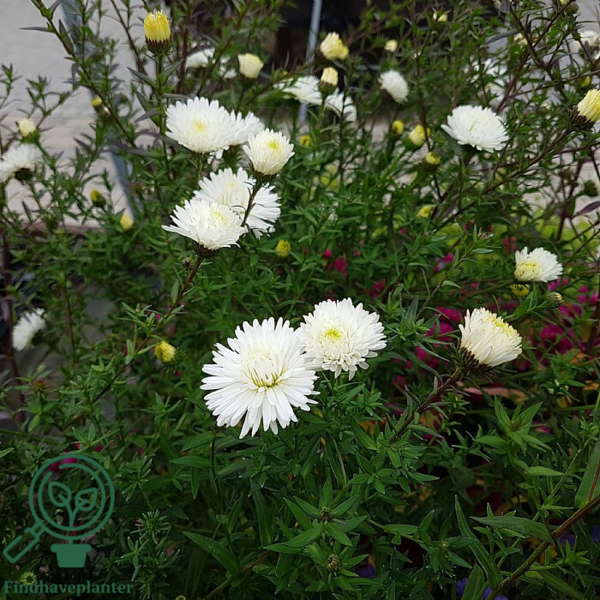 Aster novi-belgii 'White Ladies', Aster
