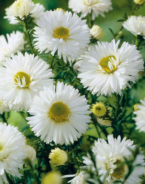 Aster novi-belgii 'White Ladies', Aster