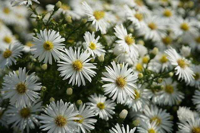 Aster novi-belgii 'White Ladies', Aster