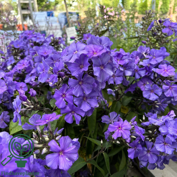 Phlox paniculata 'Blue Paradise', Høstfloks