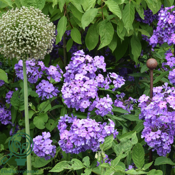 Phlox paniculata 'Blue Paradise', Høstfloks