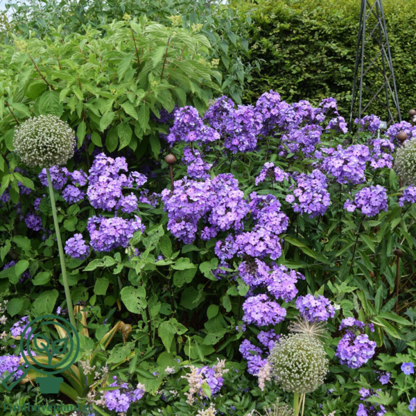 Phlox paniculata 'Blue Paradise', Høstfloks