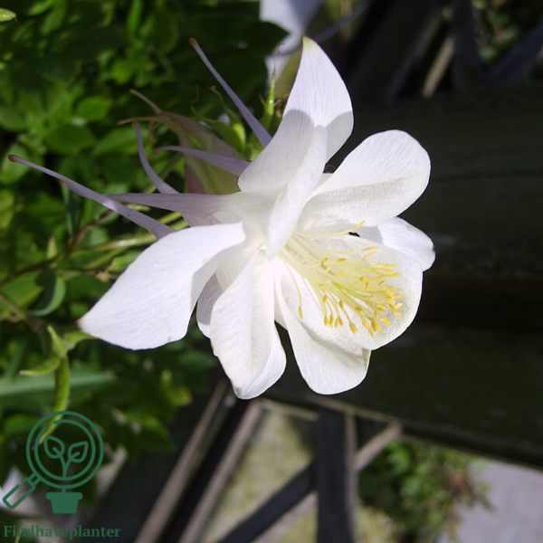 Aquilegia caerulea 'Kristall', Akeleje
