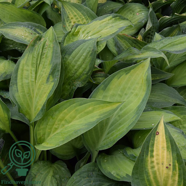 Hosta hybrid 'Paul's Glory', Funkia