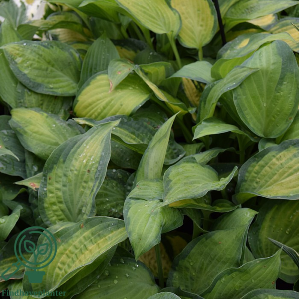 Hosta hybrid 'Paul's Glory', Funkia