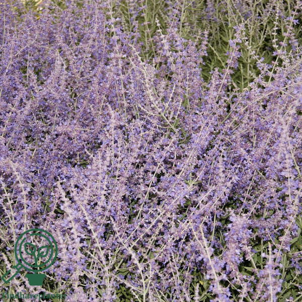 Perovskia atriplicifolia 'Little Spire'®, Sølvperovskia