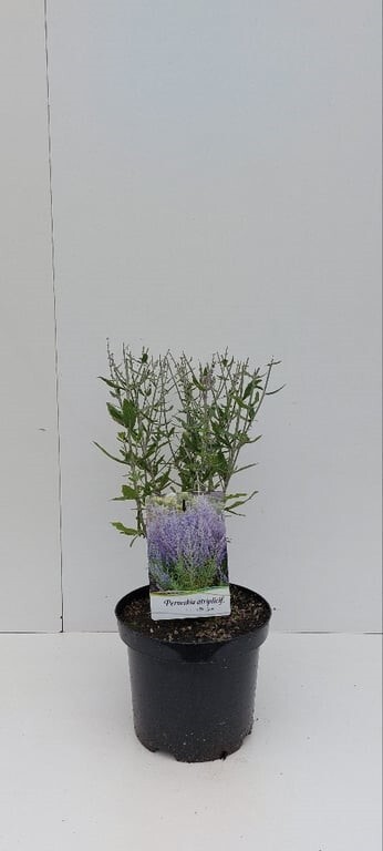 Perovskia atriplicifolia 'Little Spire'®, Sølvperovskia