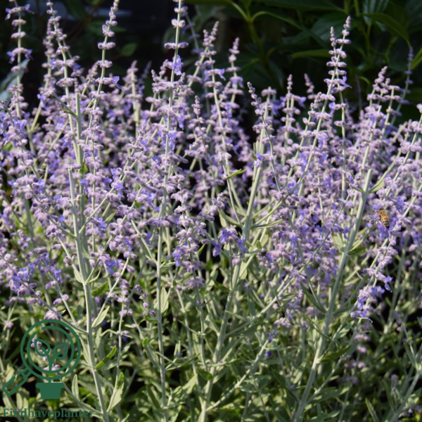 Perovskia atriplicifolia 'Little Spire'®, Sølvperovskia