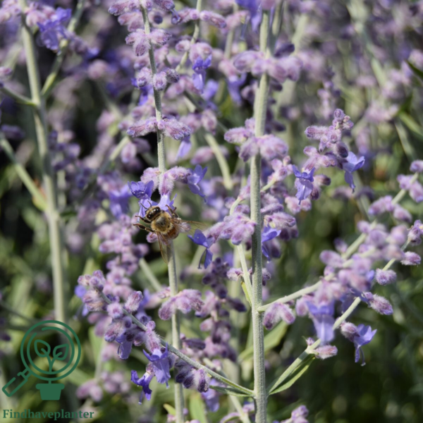 Perovskia atriplicifolia 'Little Spire'®, Sølvperovskia