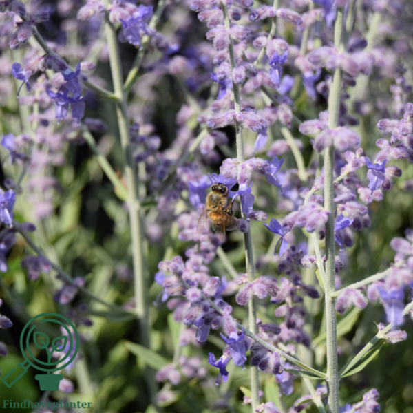 Perovskia atriplicifolia 'Little Spire'®, Sølvperovskia